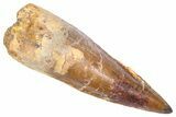 Fossil Spinosaurus Tooth - Real Dinosaur Tooth #382322-1
